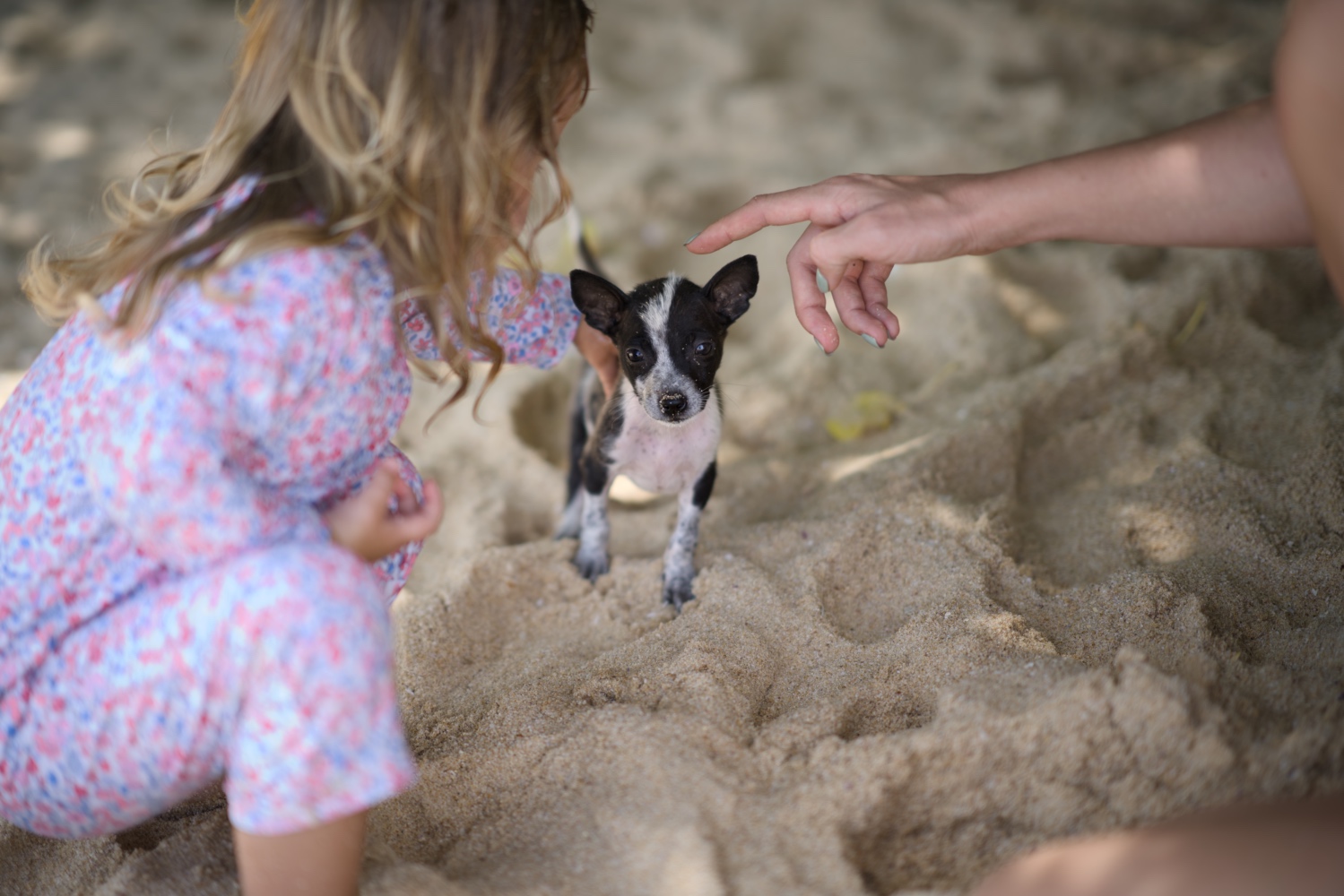 My wife and my daughter play with a very young stray dog at the beach.